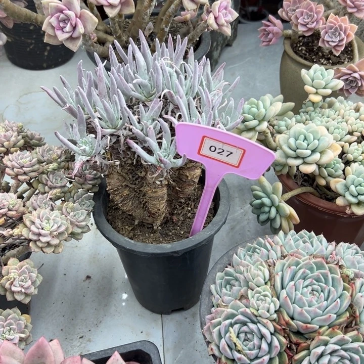 怡****姐爱都多肉植物027