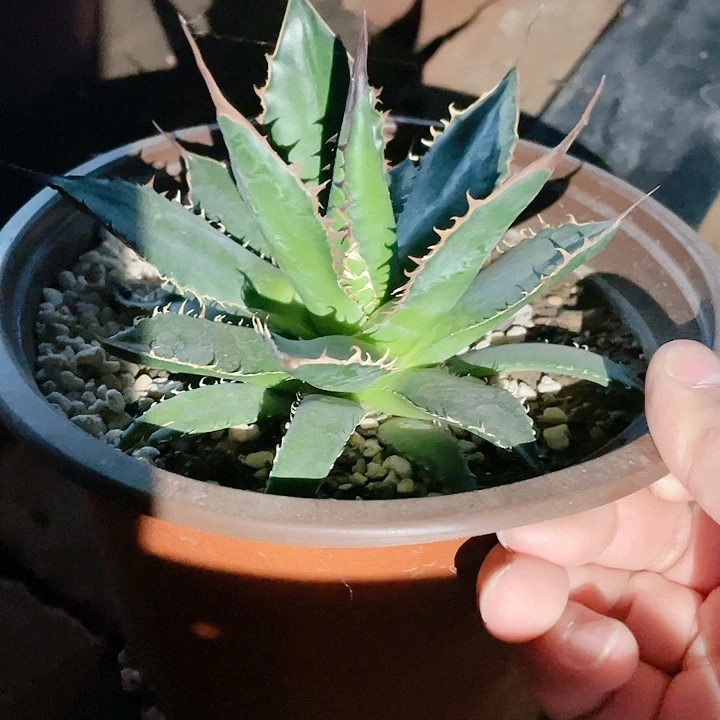 一*霍利达龙舌兰包邮