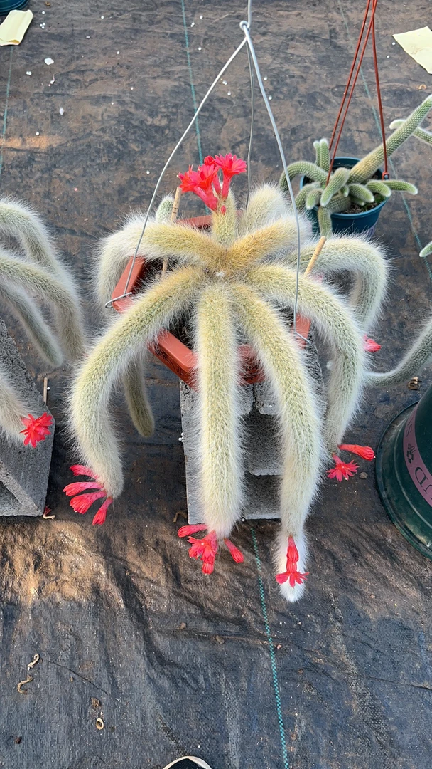 九尾狐精品长白毛，福利不售后一物一拍