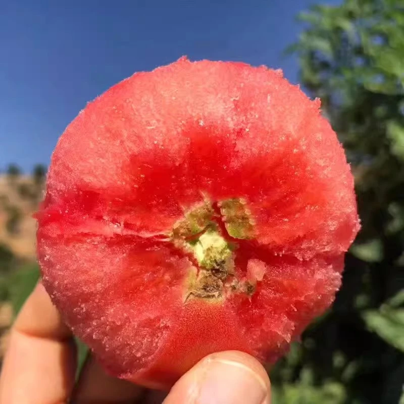 【精选顺丰大果】陕西普罗旺斯西红柿自然熟带箱5斤