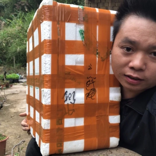 @***见无花朵盆景盆栽植物（不包成活率）