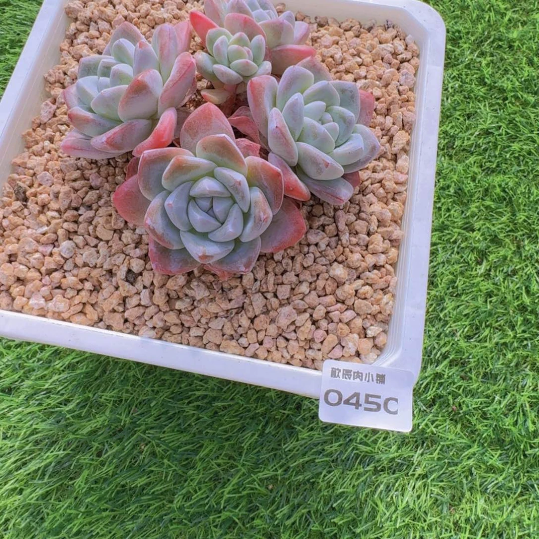 多肉植物冰玉群0450