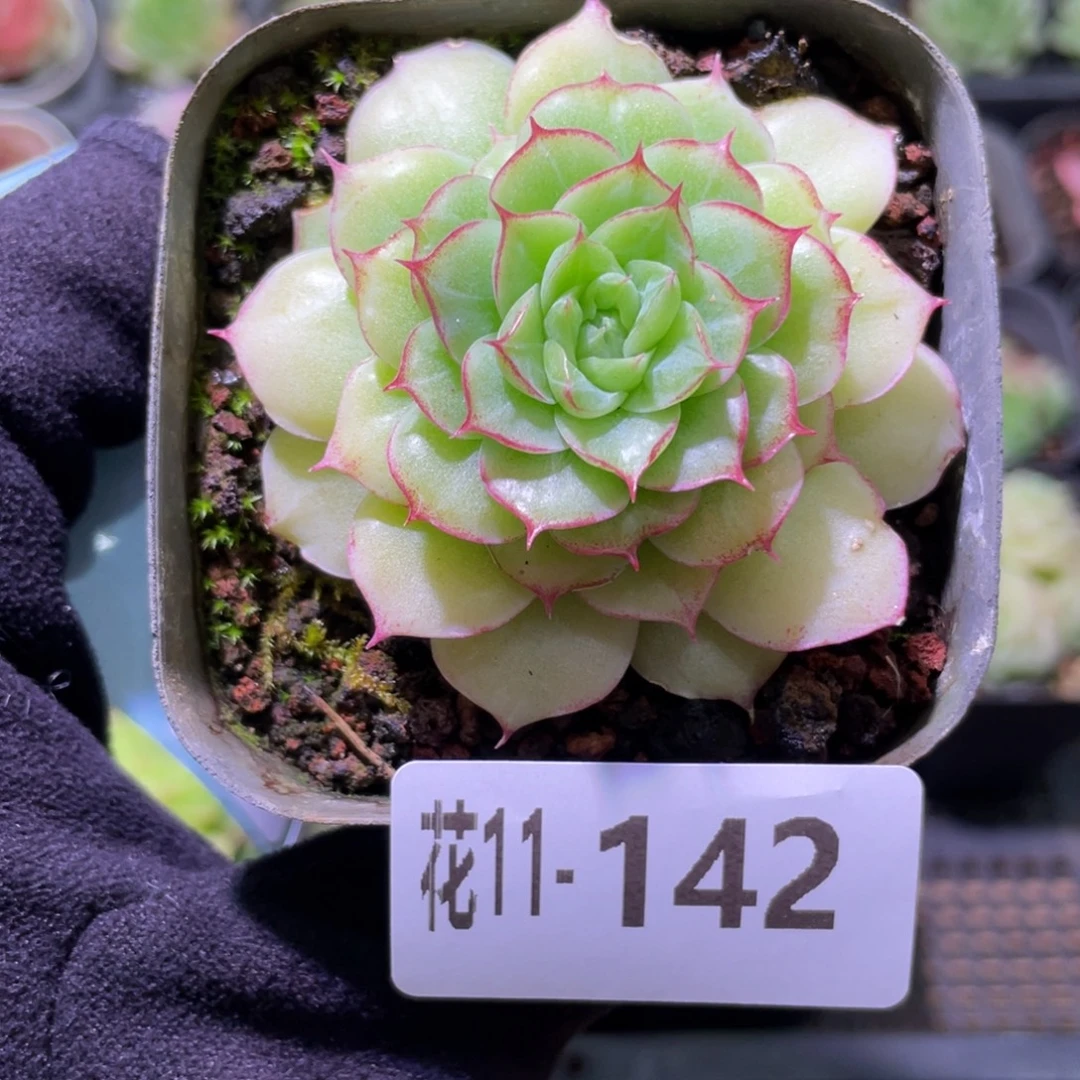 花利美11-142女王玫瑰