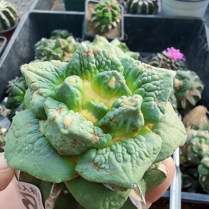 无花朵882白肌大尤怒涛牡丹