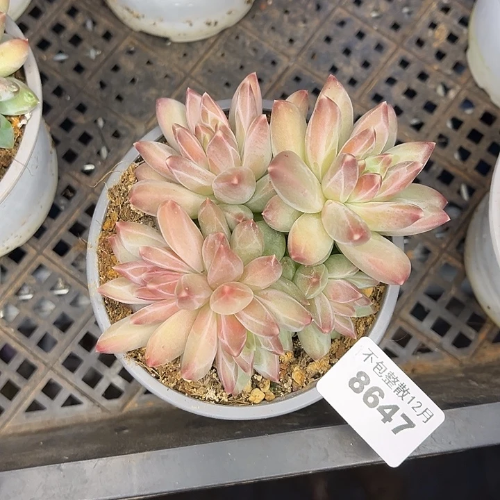 阿雅园艺。        8647