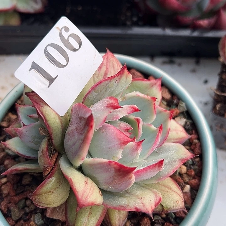 惊鸿惊鸿惊鸿 106叶展 10 带崽默认裸根发货