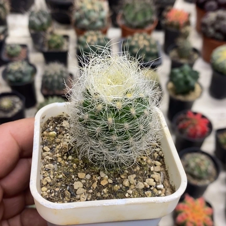 实生浑伦玉特价福利