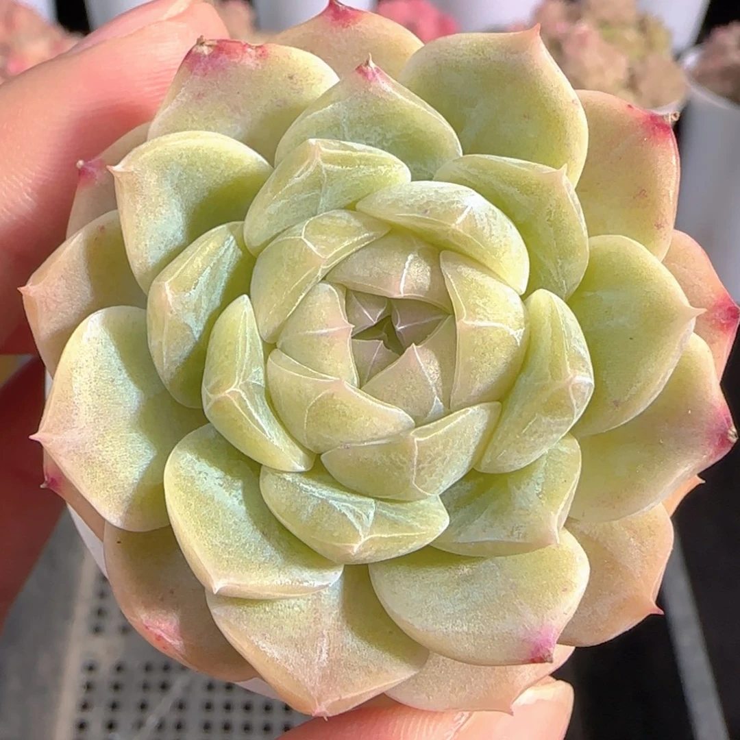 多肉0103-28福利福利