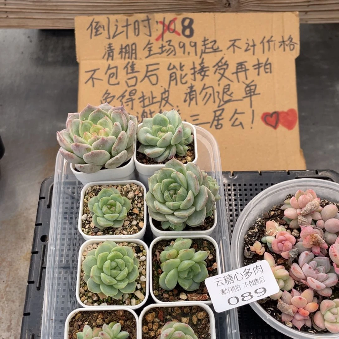 云糖心多肉植物89