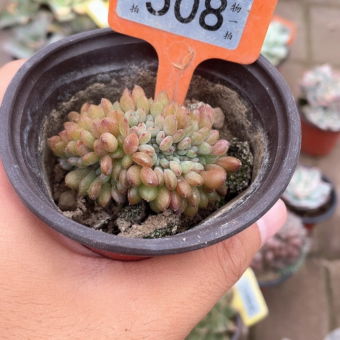 贾***悦508号多肉植物盆栽
