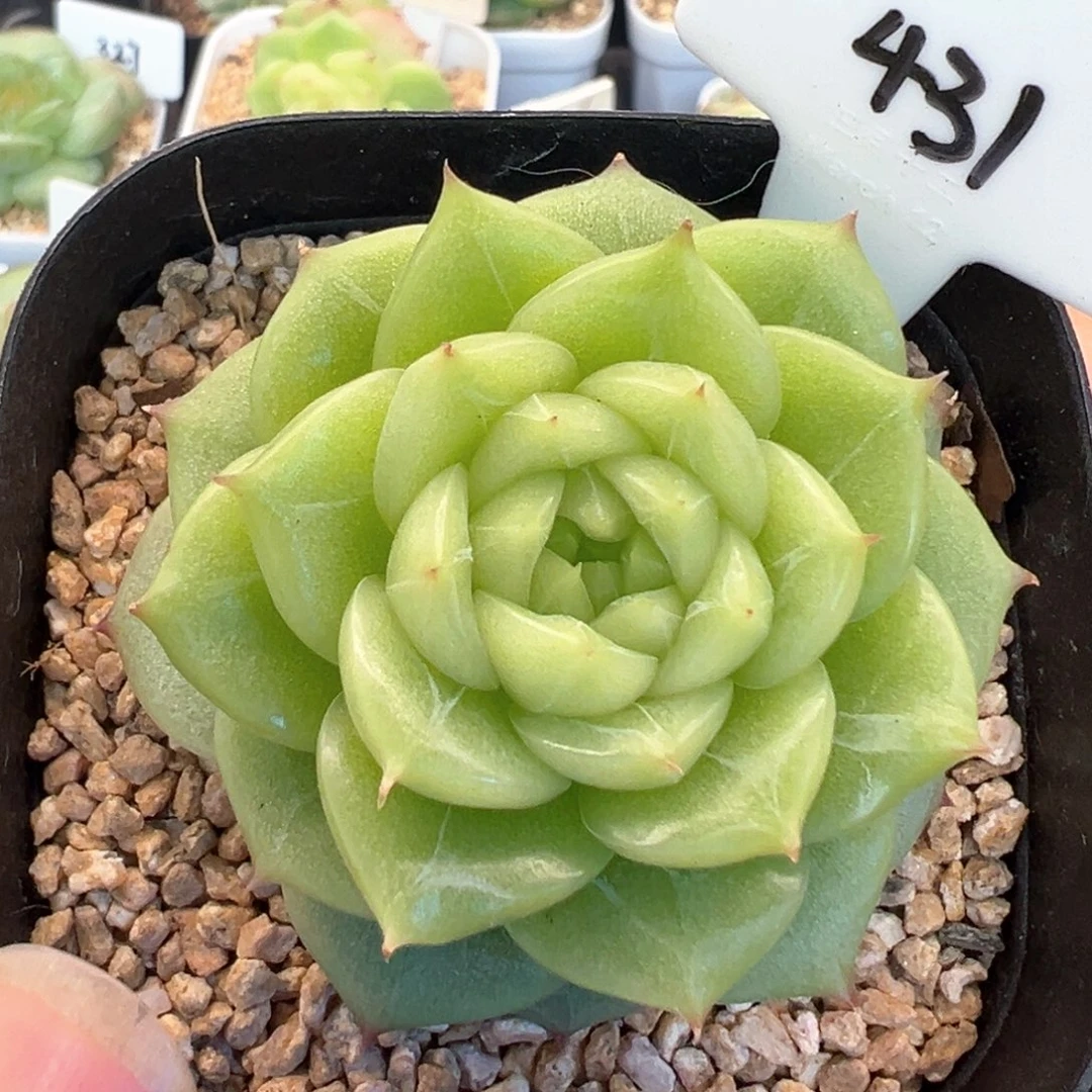 431号杜若珍妮 晗雨多肉