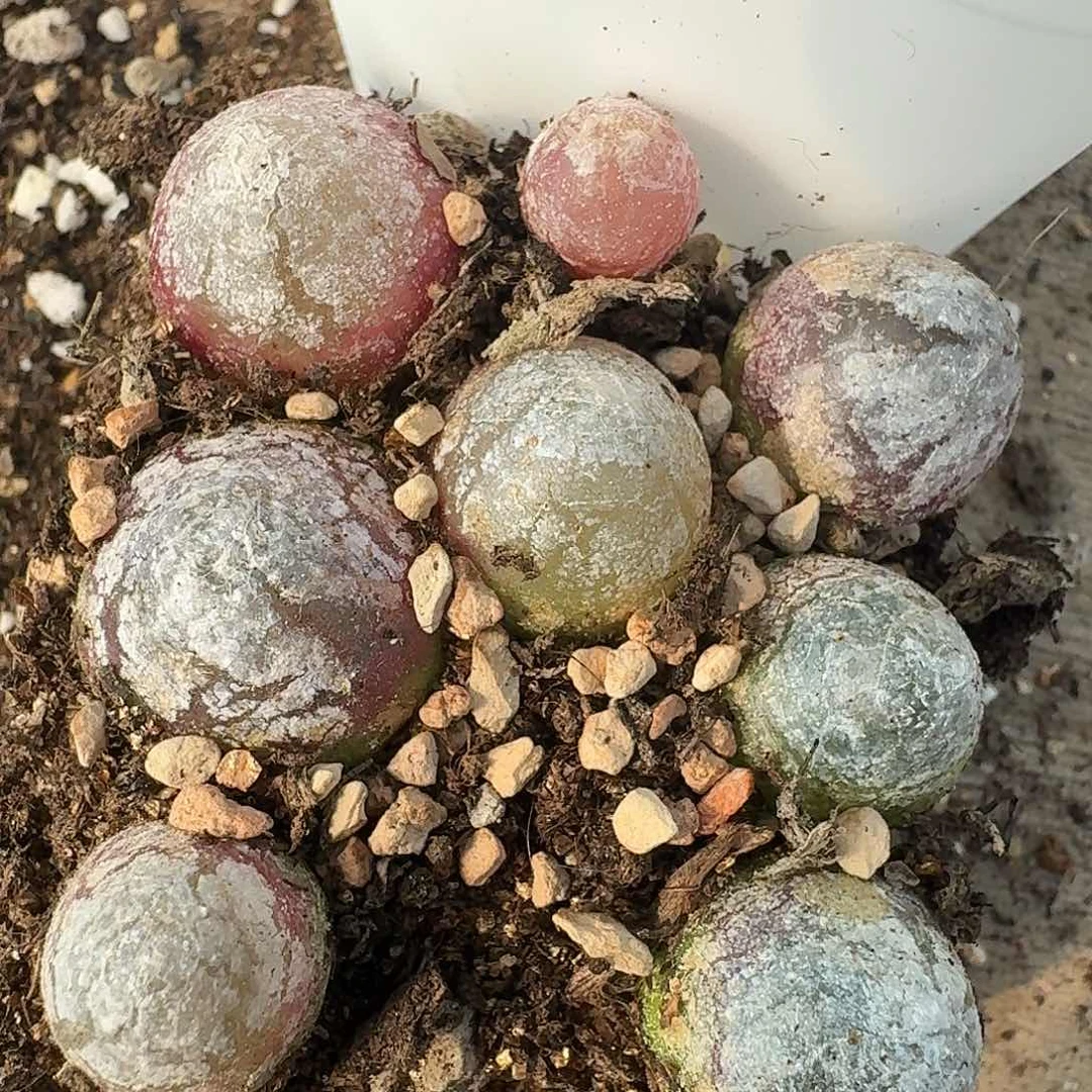 老马生石花灯泡2549