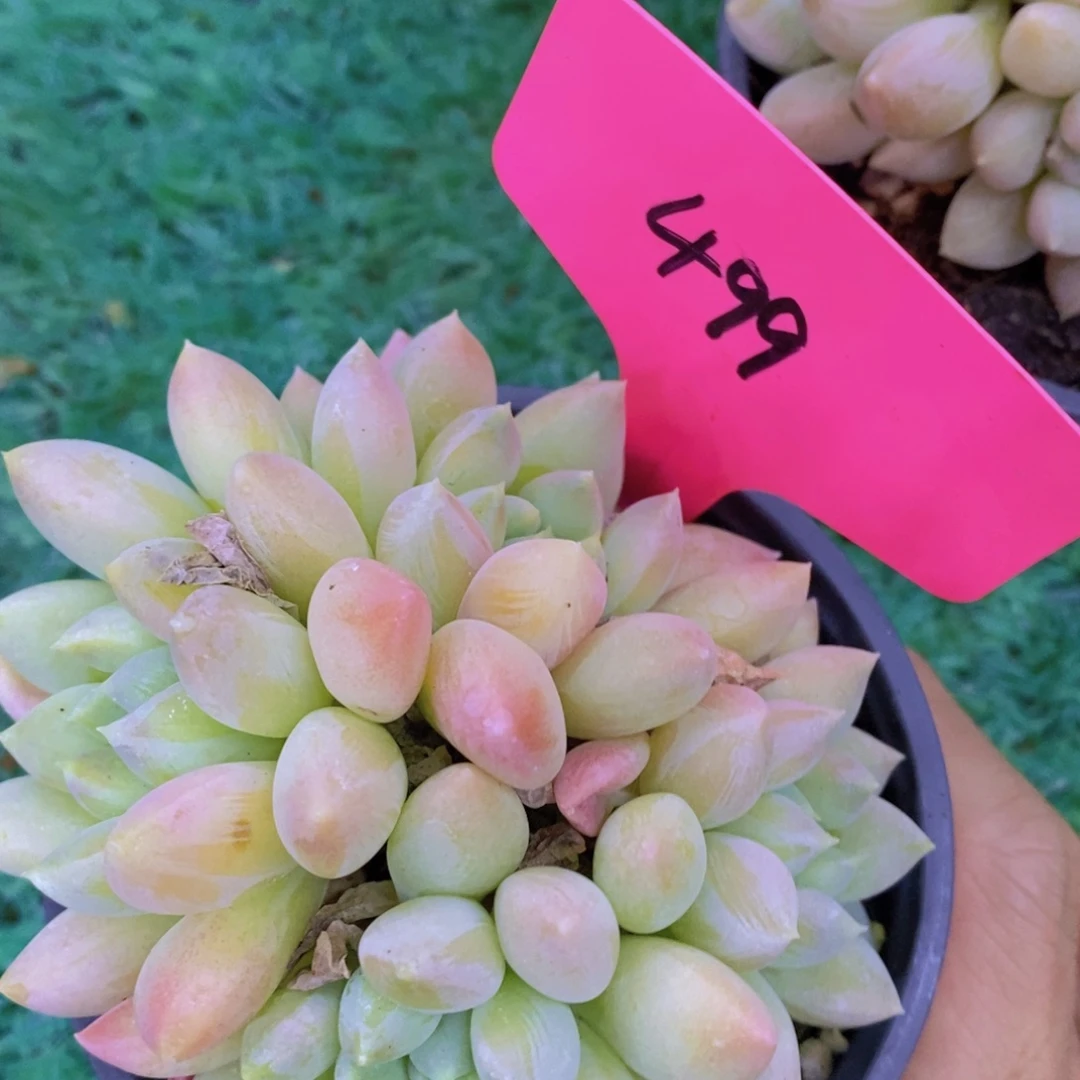 每天100颗，第3场开始