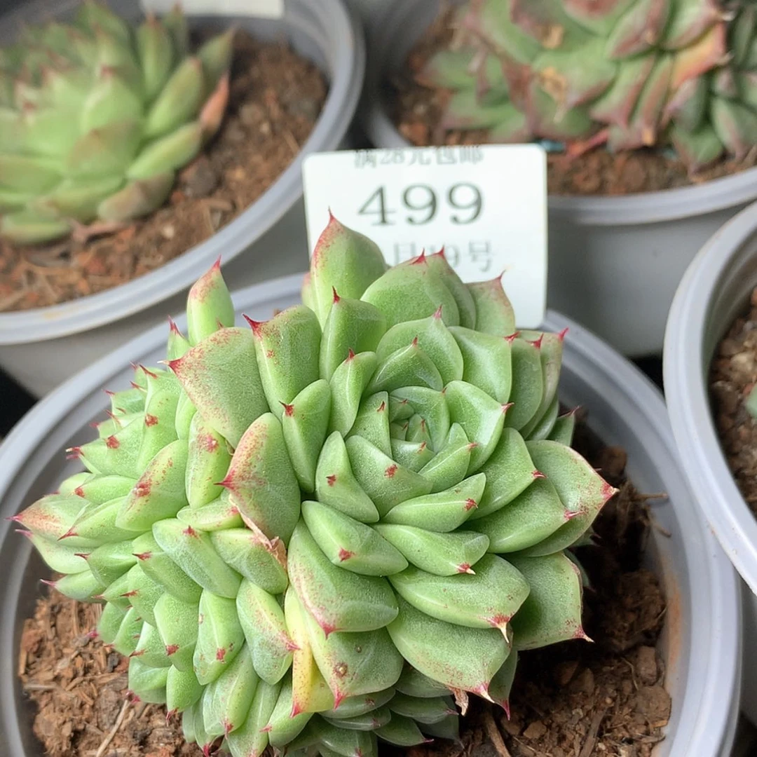 【闪购商品】云499号线