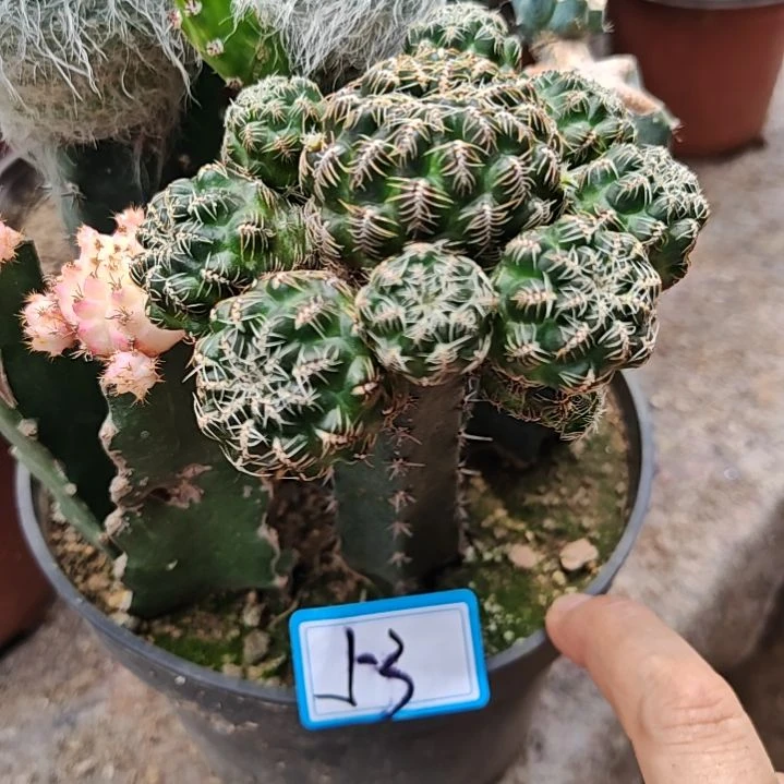 深红色宝山秀普嫁接53福