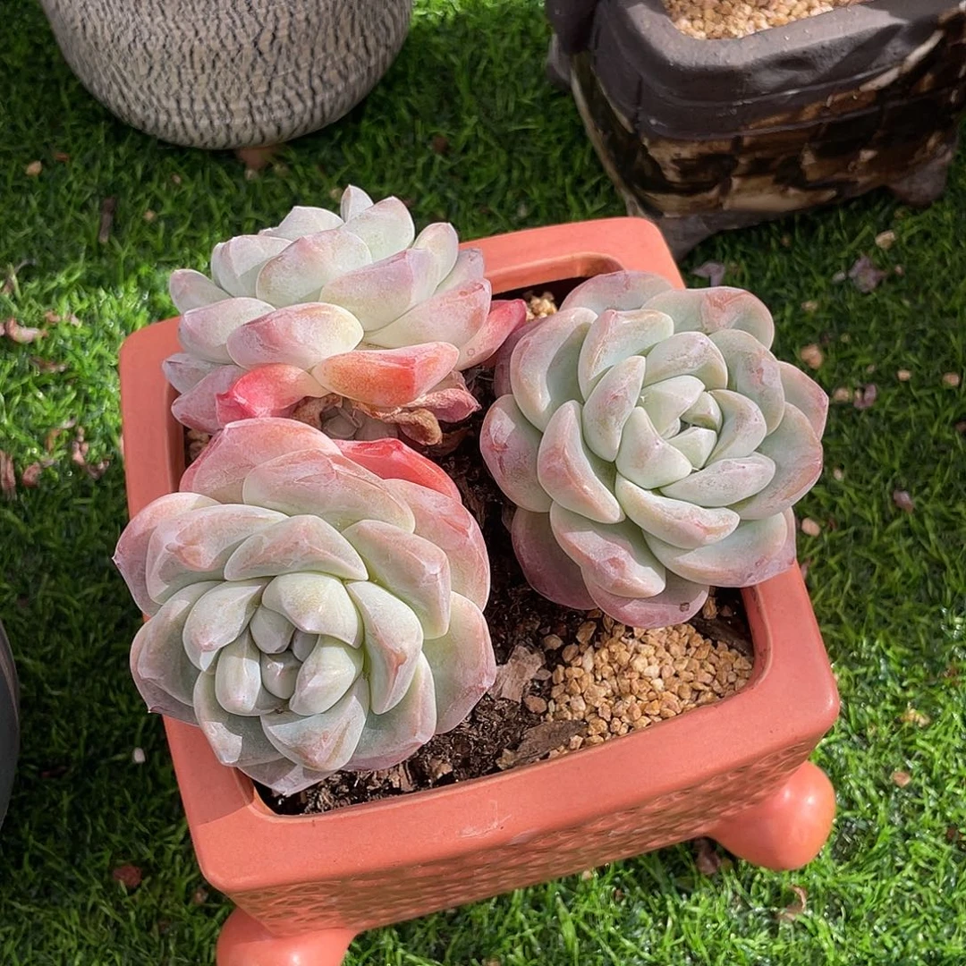 冰玉群生多肉植物一物一拍多肉