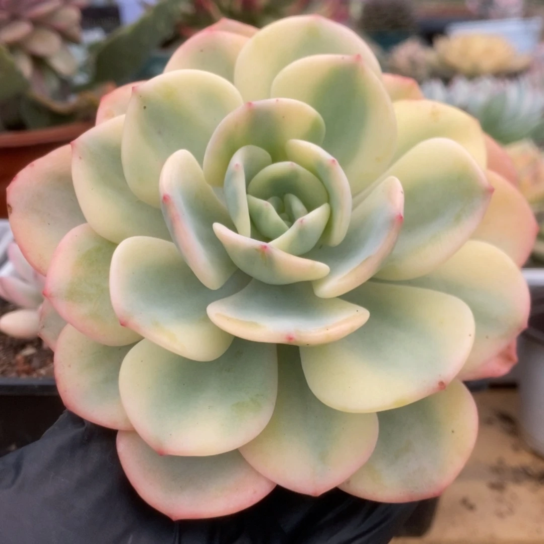 461白月光锦锦锦锦锦