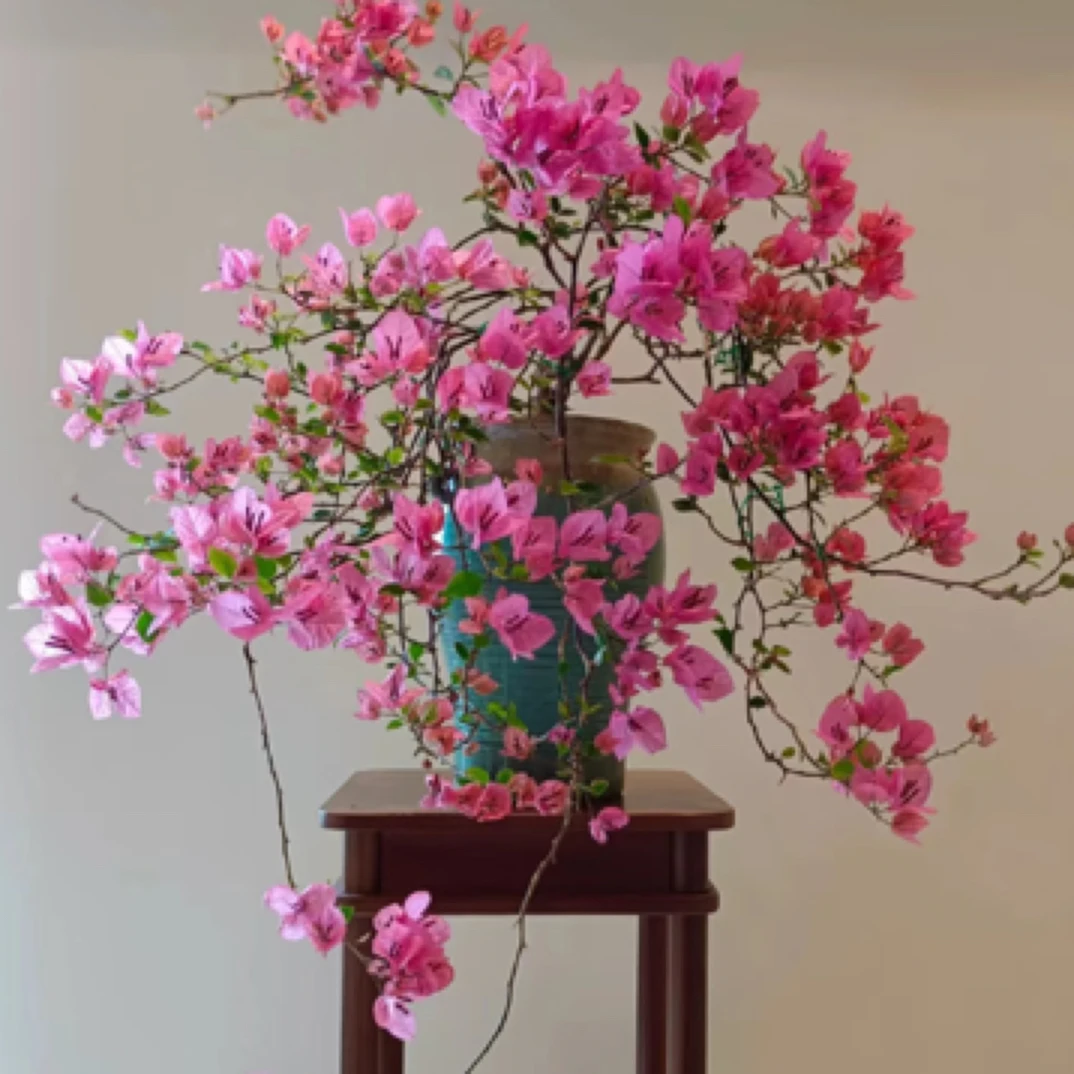 三角梅四季勤花爬藤庭院