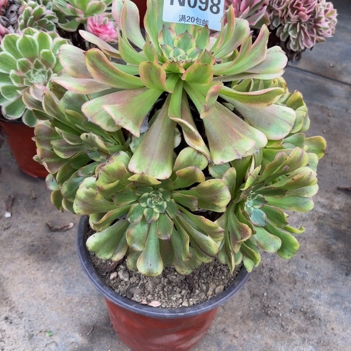 瑞妈多肉园艺098沙皇