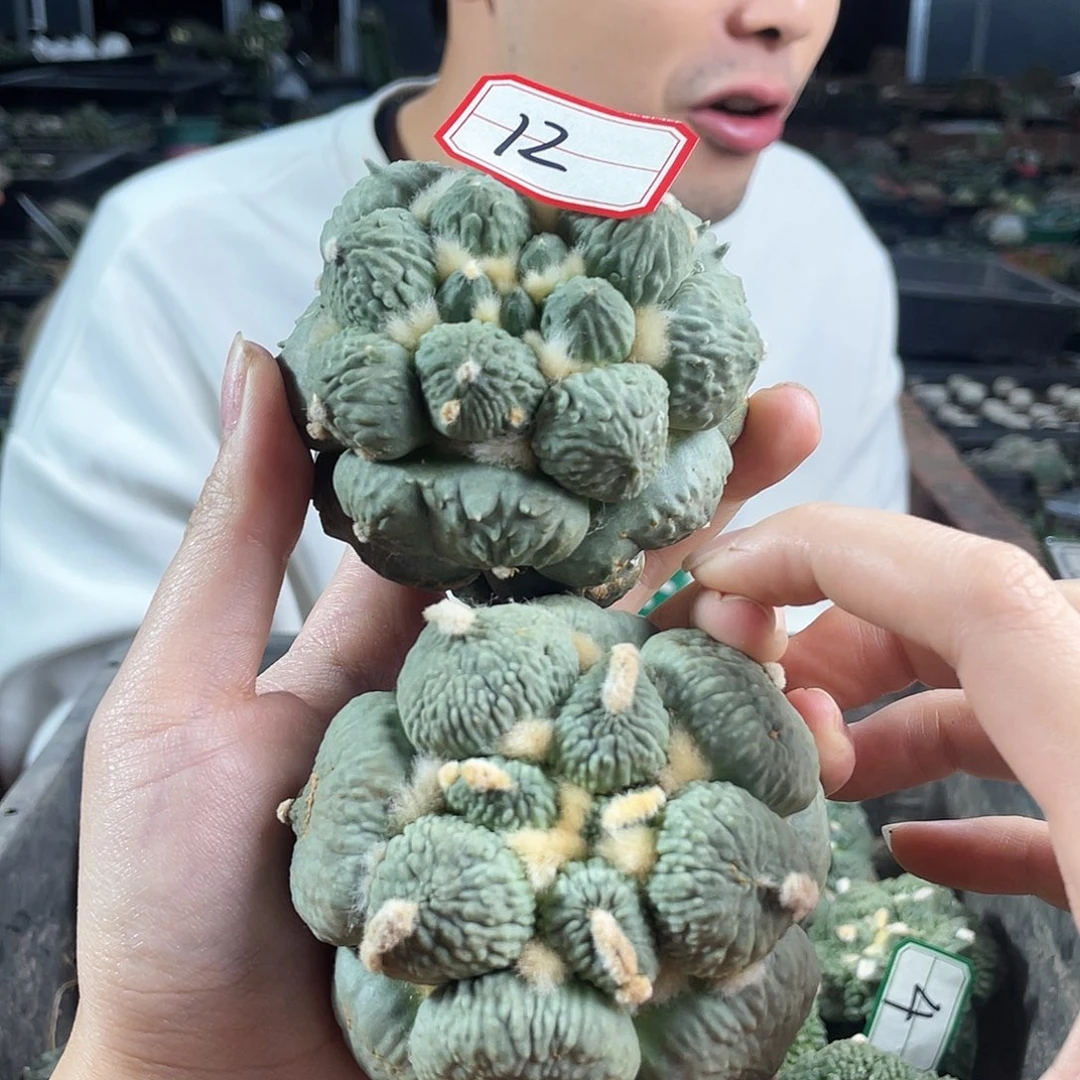 L***洪31日12号两颗蛋尤怒涛萝卜根