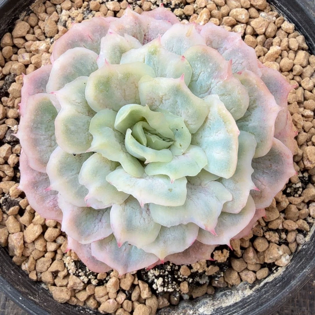 泡泡纱群锦上园艺一物一拍