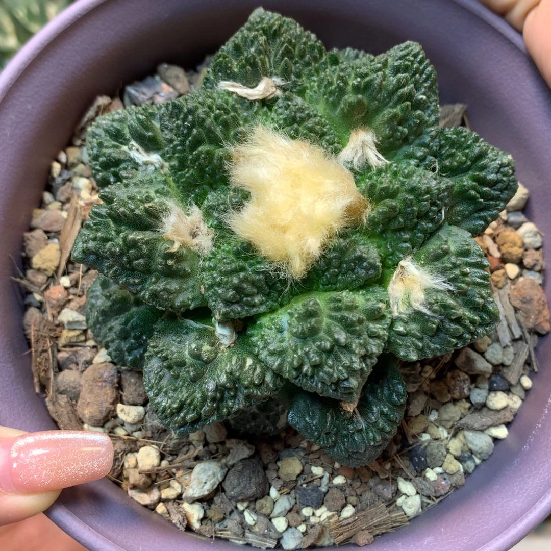 56号 自根哥斯拉岩牡丹9.5公分