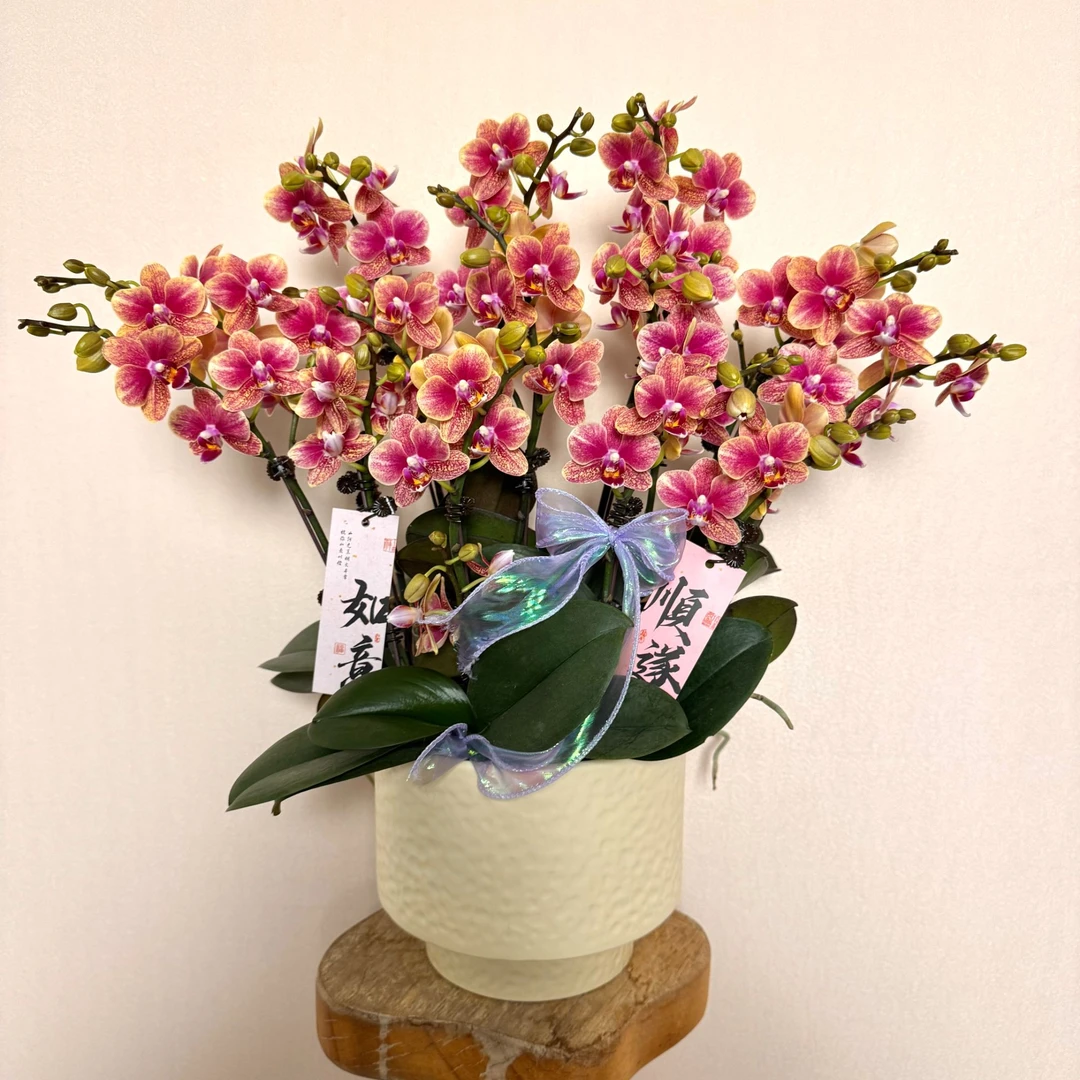 【金蝶】张灯结彩喜庆色蜡质花蝴蝶兰盆栽 耐开耐摆 室内花花