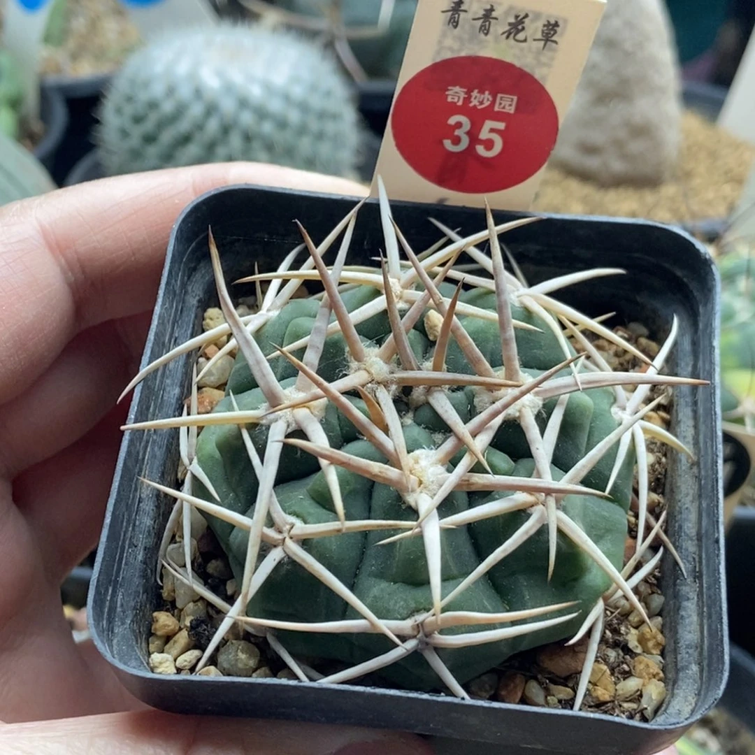 实生碧岩玉5.4cm一棵仙人球