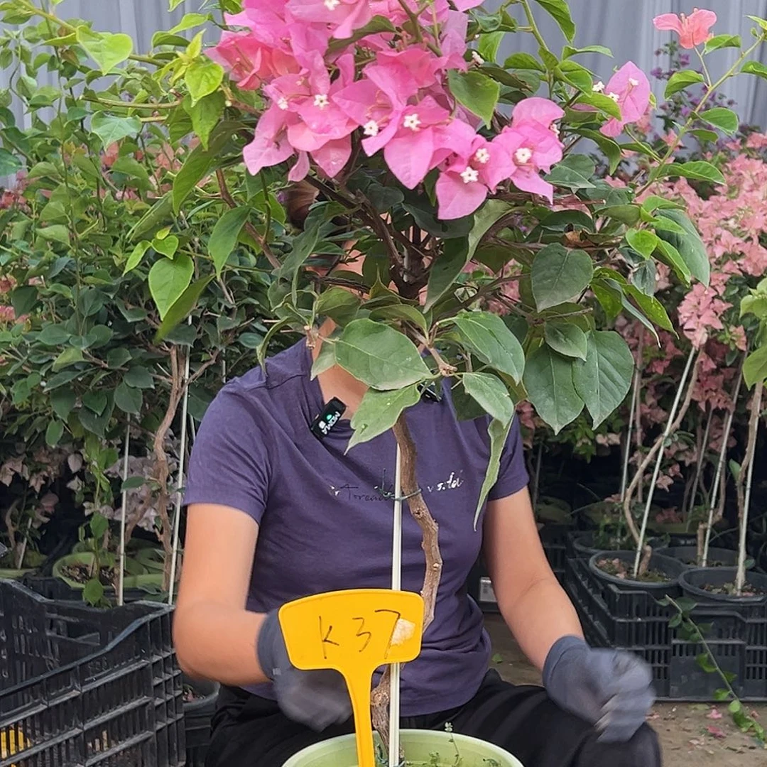 ****冰当前无花栽培后可以开花K37橙粉