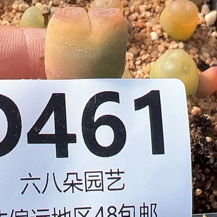 ?***莉拉登杂11111112多肉