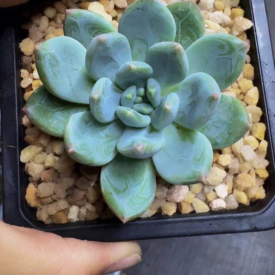 艾米丽 单头 一物一拍