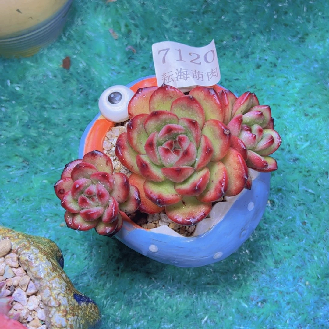 TM多肉植物7120多肉