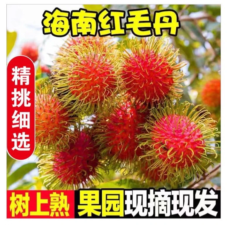 【空运发货】海南保亭7号红毛丹新鲜水果毛荔枝孕妇小孩果园直发