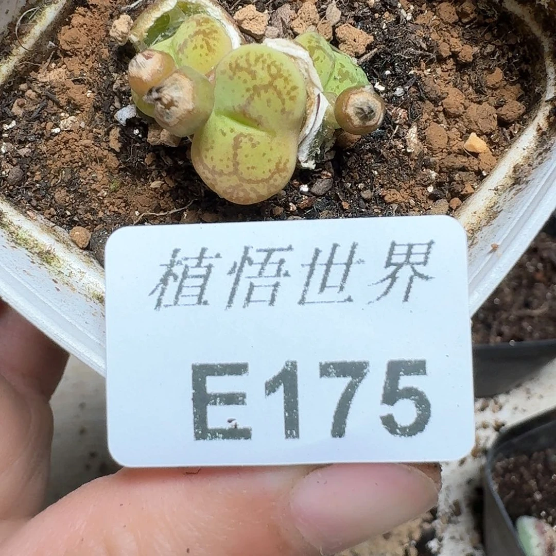 175号多肉植物哇d c