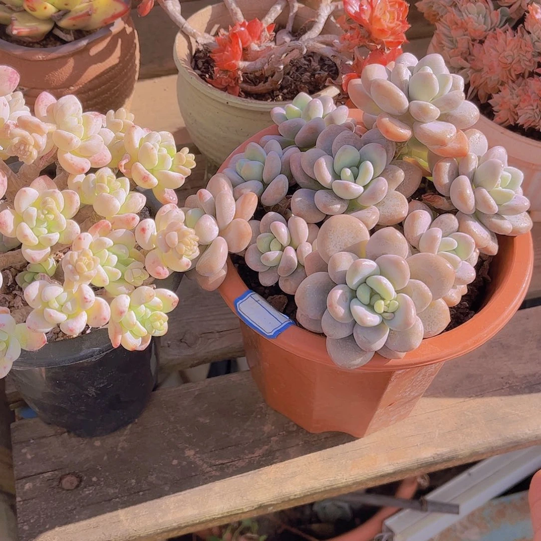 多肉老桩多肉老桩