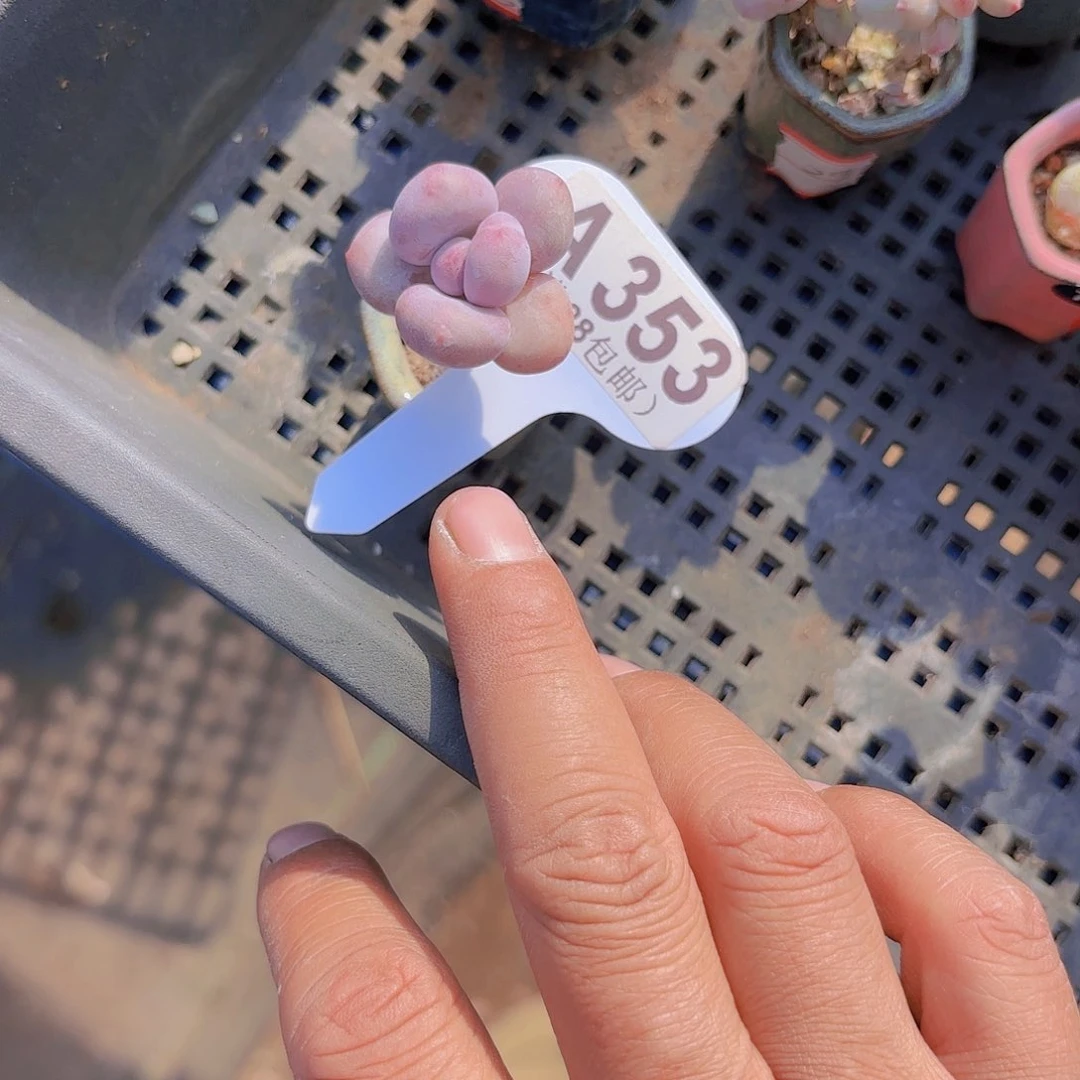 叫***歌A353大叶彩虹一物一拍