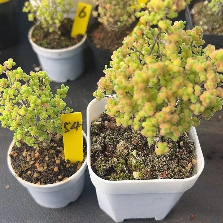 54号彩色蜜橘5.5厘米盆+6.5厘米盆