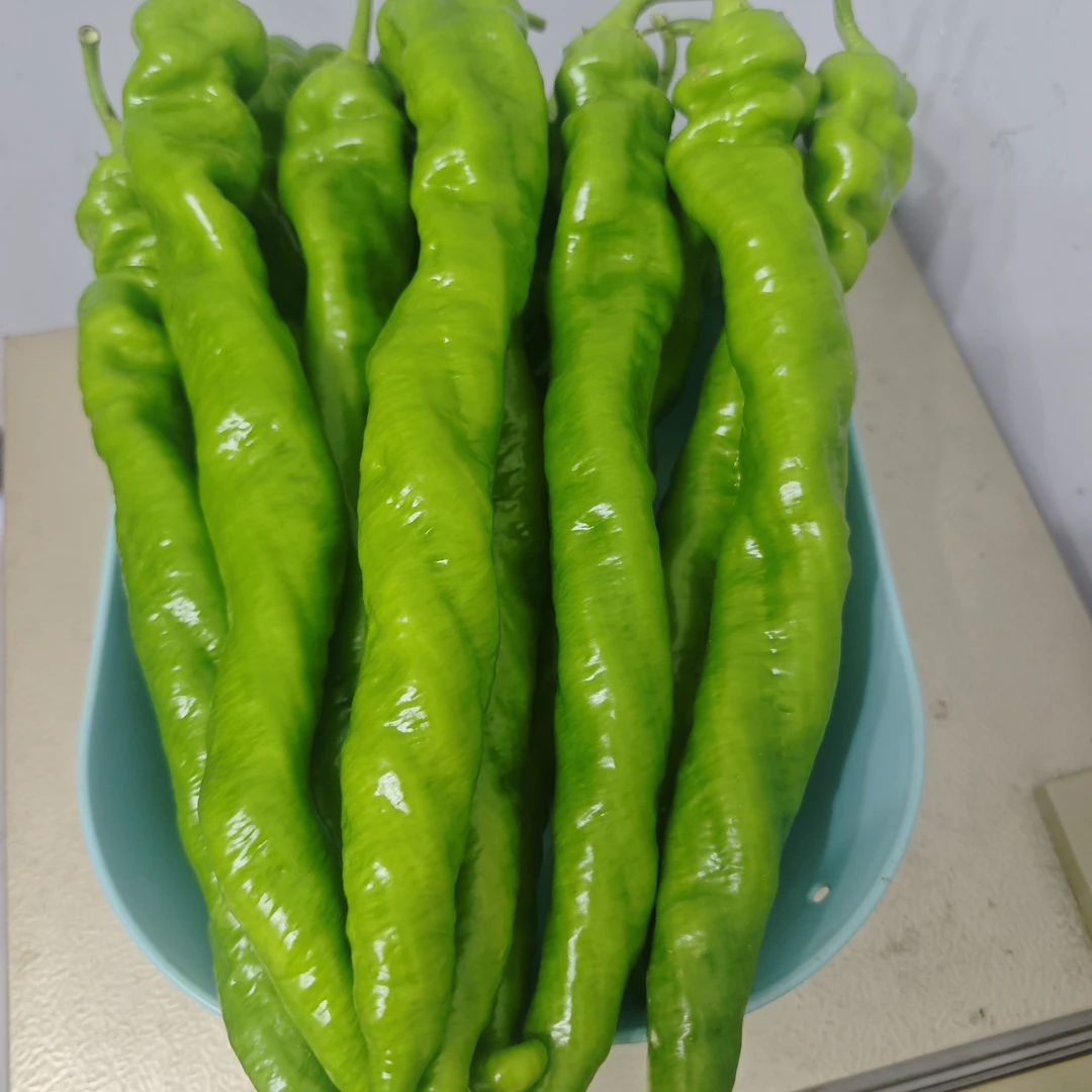 精品螺丝椒 富硒辣椒种植基地福建基地现摘现发
