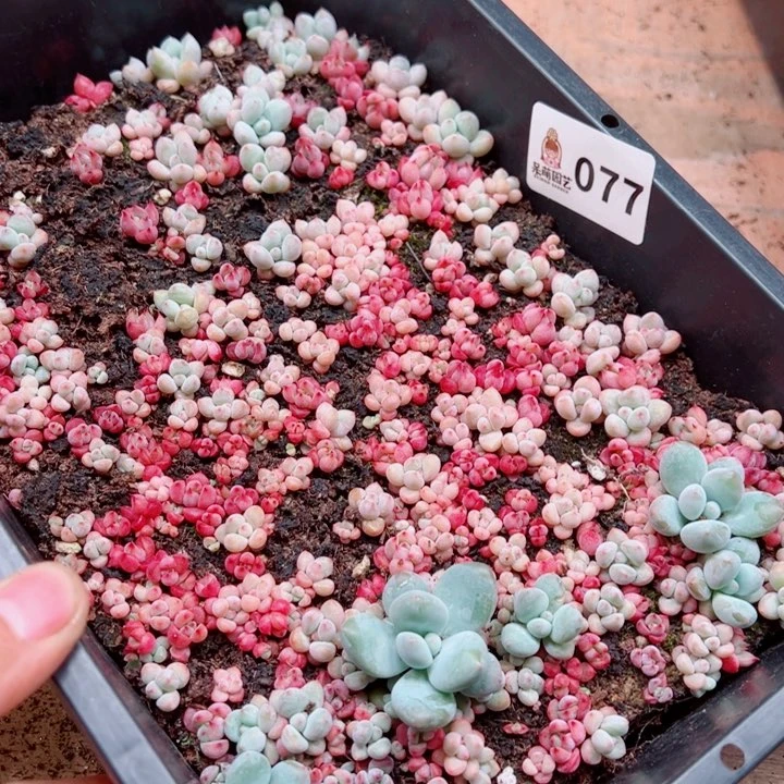 凡***静多肉植物多肉植物