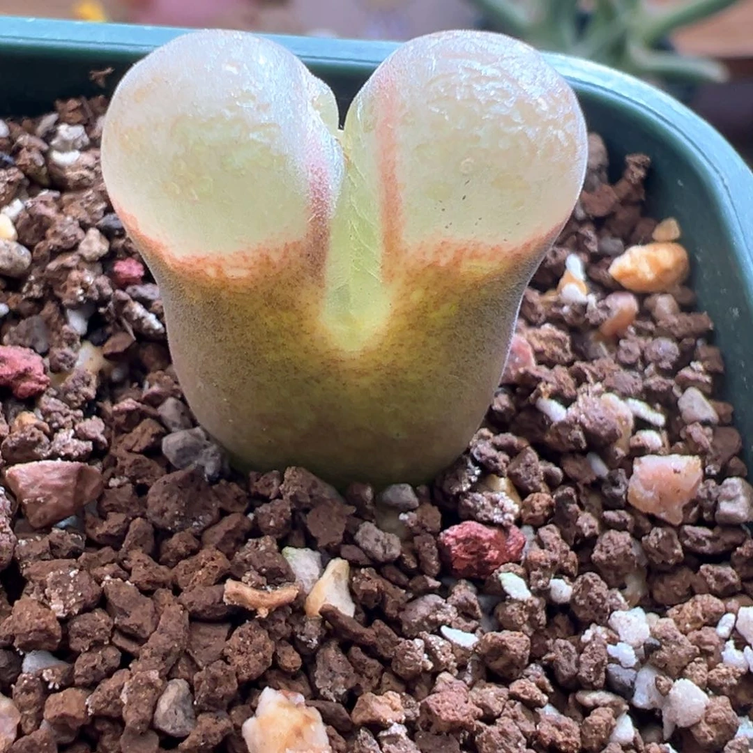 435. 青蛙优选1089鲑鱼粉。内双头