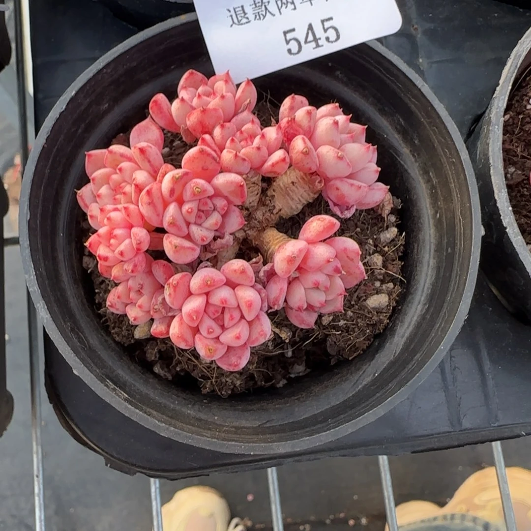 S****.闪购精品多肉545号