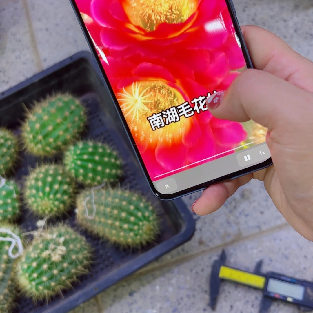 下78毛星火歪无根侧芽5公分左右20包邮