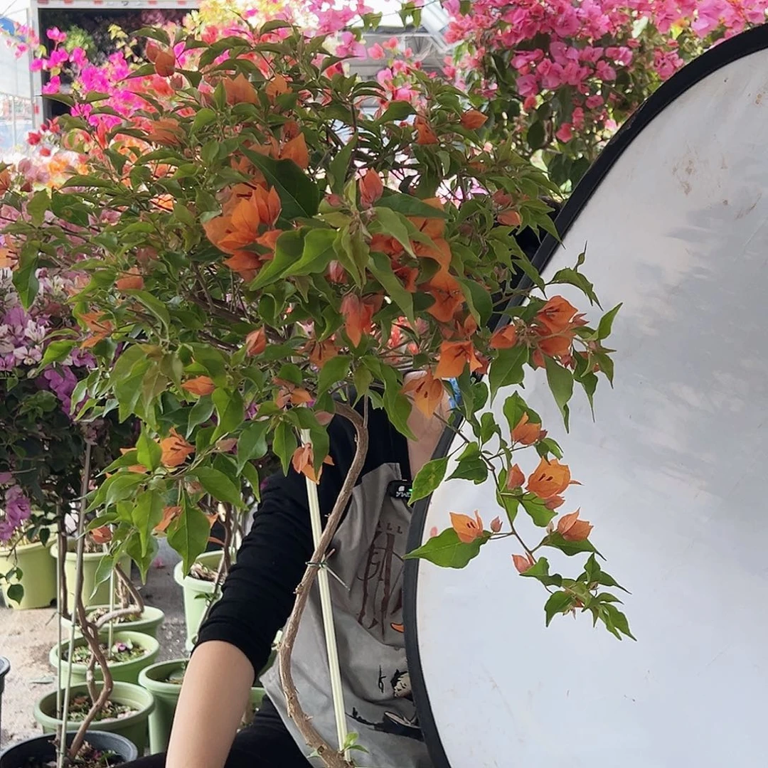 用***芝大部分花苞少量开放M38橙桑巴