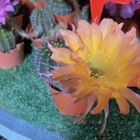 金*仙人掌彩草10cm左右A070