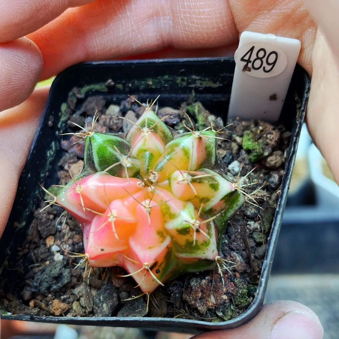 非偏远地区满25包邮仙人球裸根