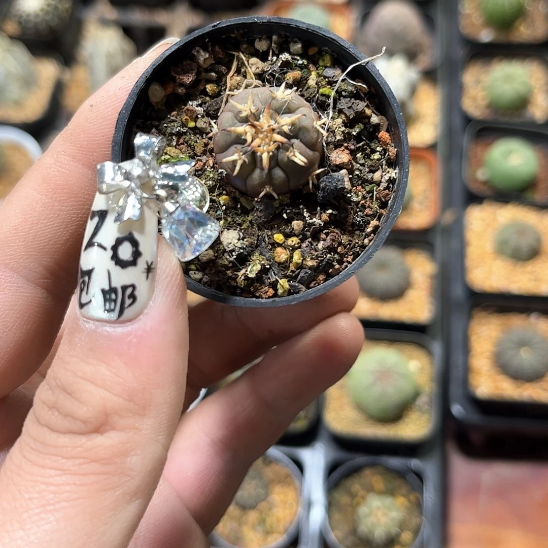 丁***生24905一物一拍单头