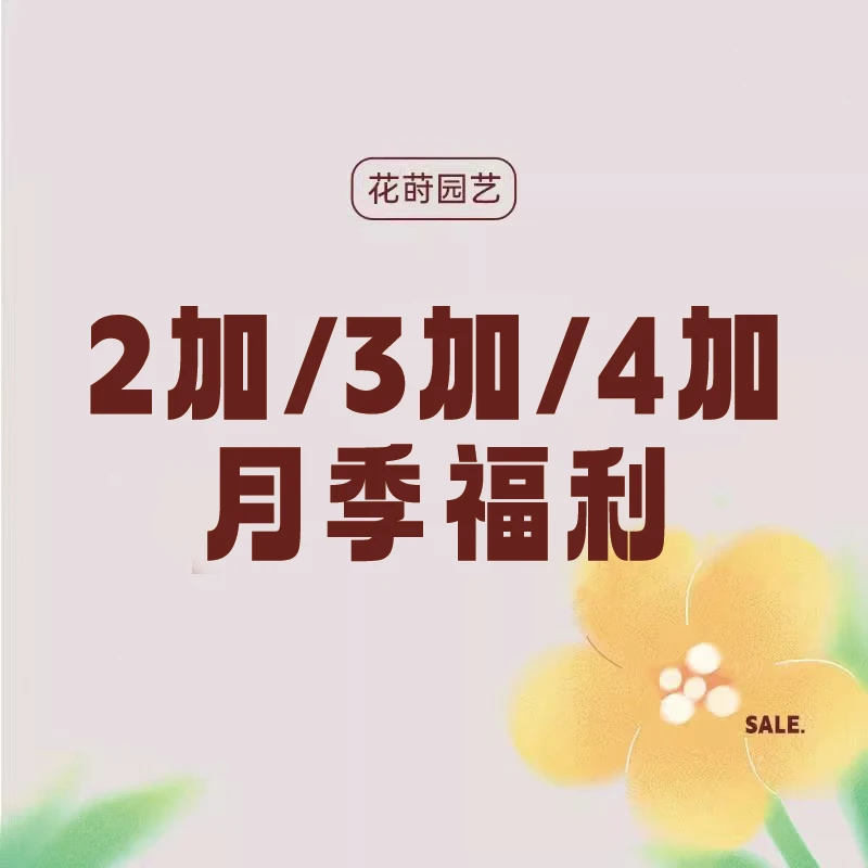 花莳园艺  【中苗】月季花苗专属福利