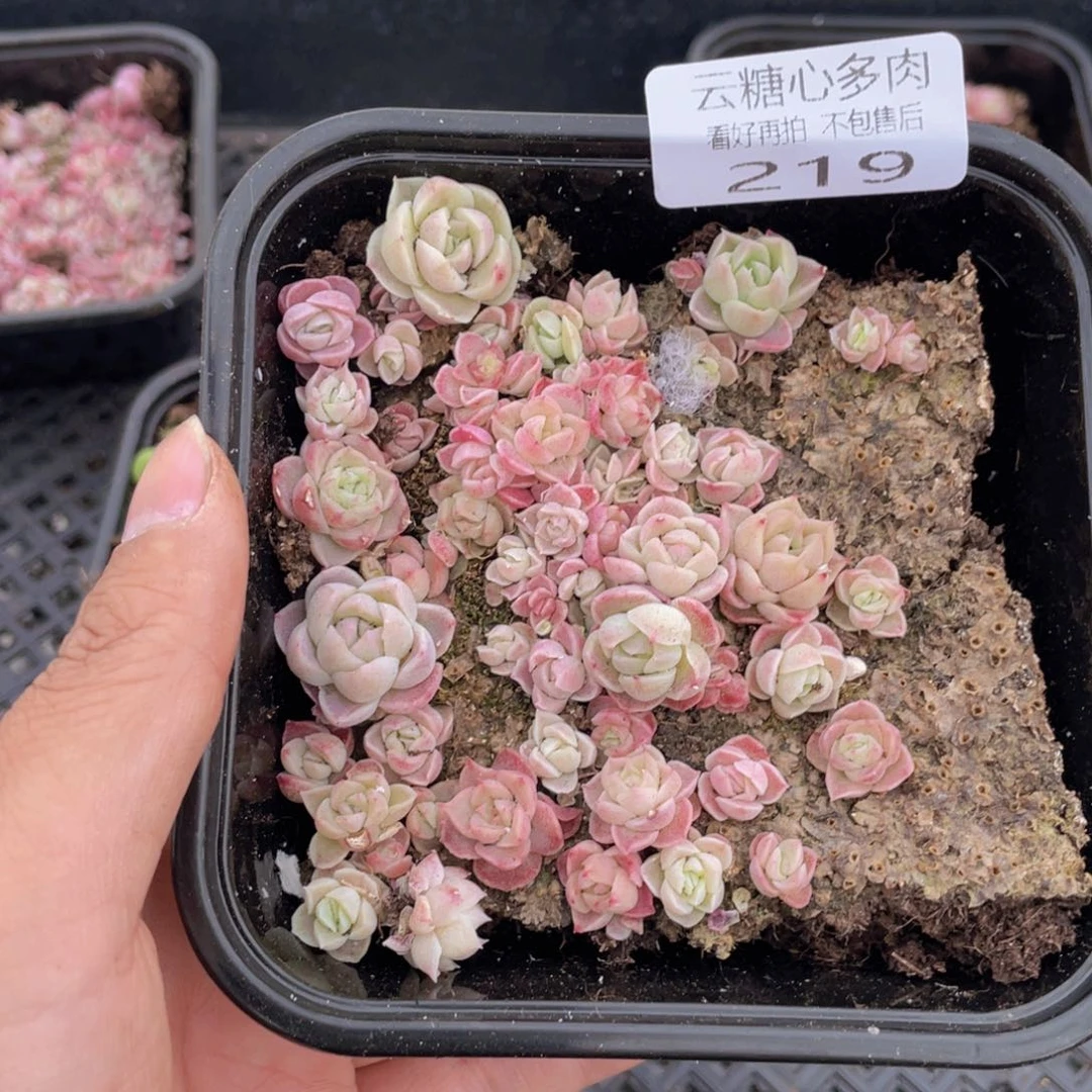 云糖心多肉植物219