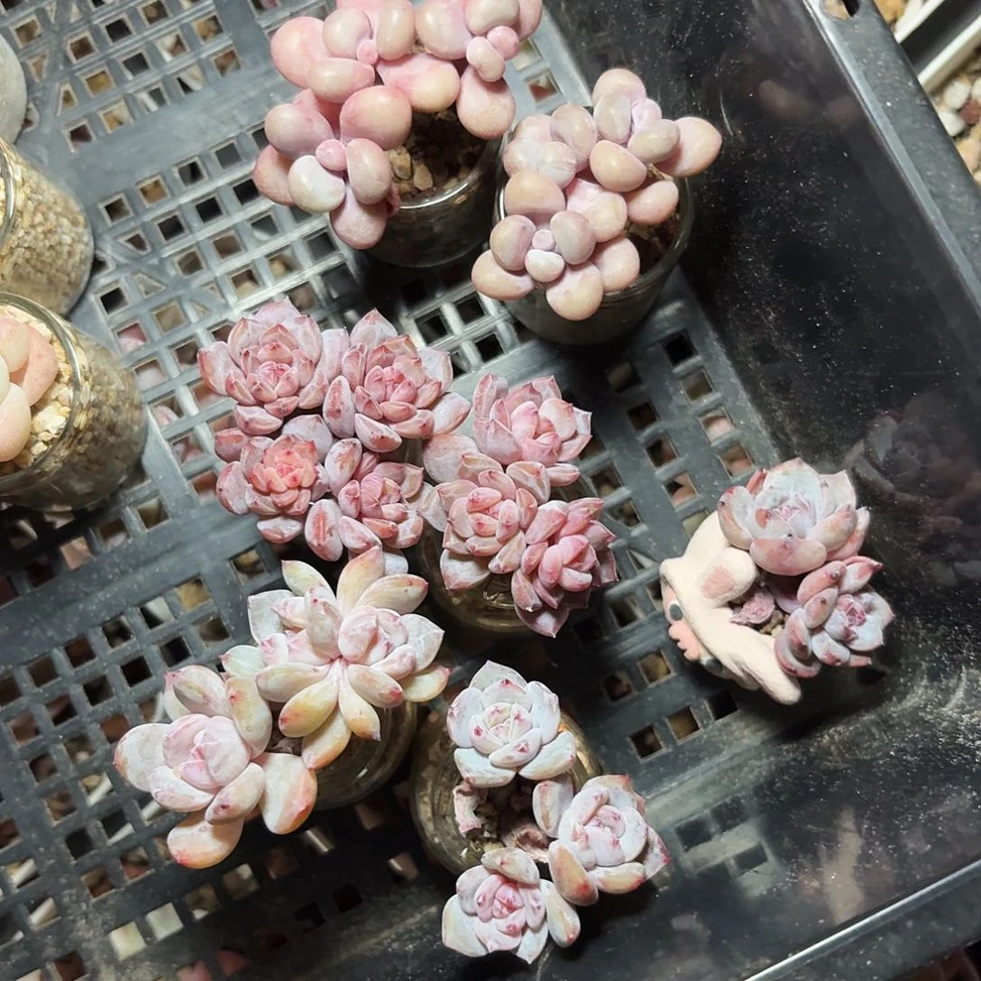 小*主多肉小郡主专拍卡卡米