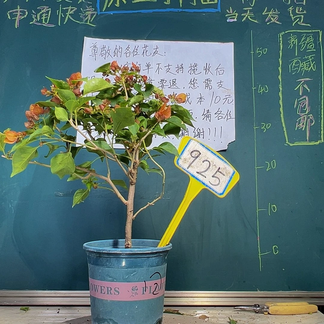 当前无花栽培后可以开花 落日 925
